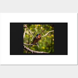 Barn Swallow Singing in a Tree Posters and Art